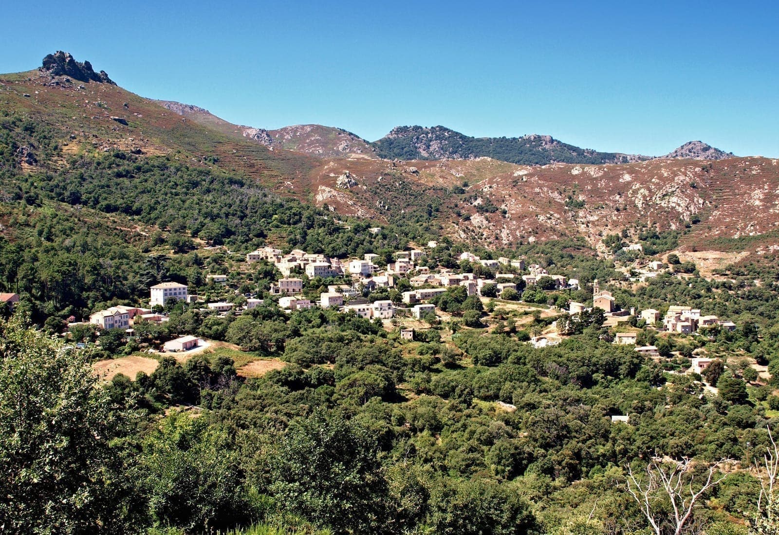 Domaine Renucci (Feliceto)
